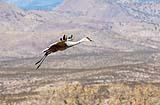 Sandhill Crane Bosque New Mexico Dec 2020
